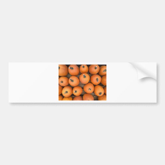 Pumpkin Rows Bumpersticker (Voorkant)
