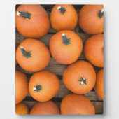 Pumpkin Rows Fotoplaat (Voorkant)