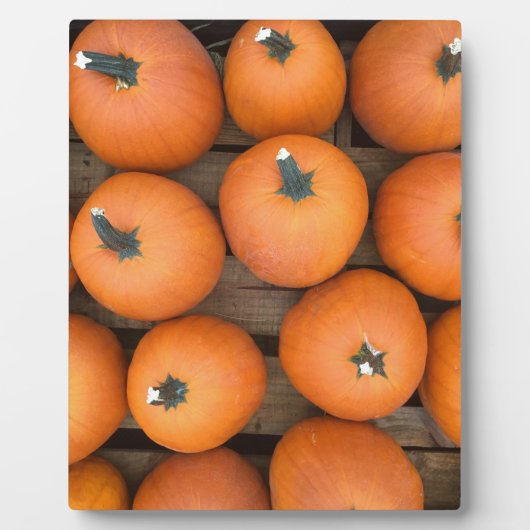 Pumpkin Rows Fotoplaat (Voorkant)