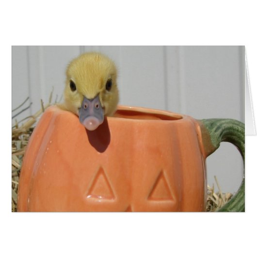 Pumpkin Spice (Voorkant Horizontaal)