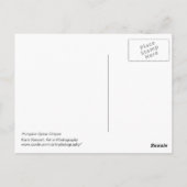 Pumpkin Spice Stripes Briefkaart (Achterkant)