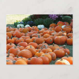 Pumpkins and Mums Autumn Harvest Photography Briefkaart