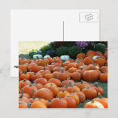 Pumpkins and Mums Autumn Harvest Photography Briefkaart (Voorkant / Achterkant)