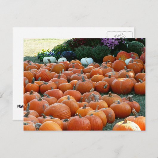 Pumpkins and Mums Autumn Harvest Photography Briefkaart (Voorkant / Achterkant)