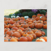 Pumpkins and Mums Autumn Harvest Photography Briefkaart (Voorkant)