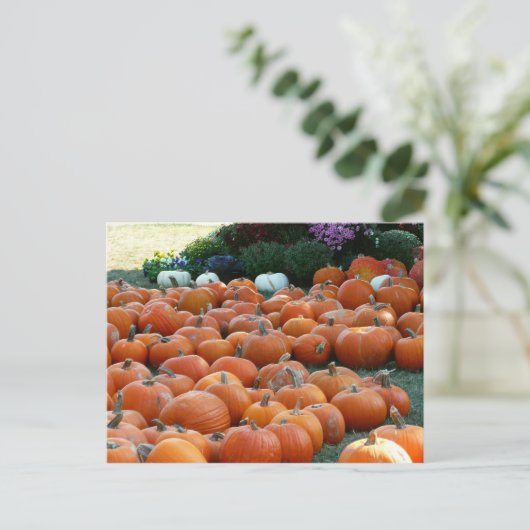 Pumpkins and Mums Autumn Harvest Photography Briefkaart (Staand voorkant)