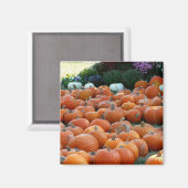 Pumpkins and Mums Autumn Harvest Photography Magneet (Voorkant / Achterkant)