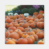 Pumpkins and Mums Autumn Harvest Photography Magneet (Voorkant)