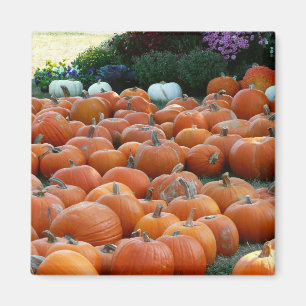Pumpkins and Mums Autumn Harvest Photography Magneet