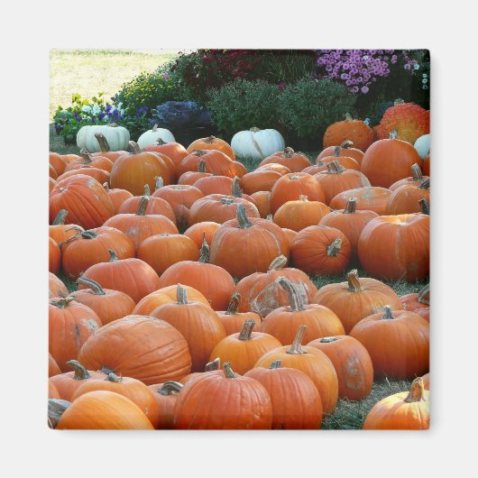 Pumpkins and Mums Autumn Harvest Photography Magneet (Voorkant)