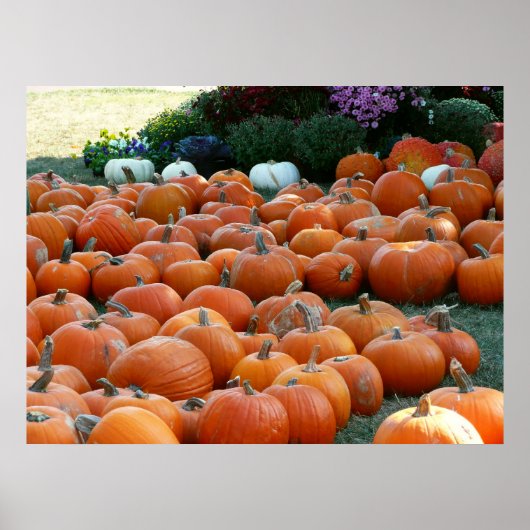 Pumpkins and Mums Autumn Harvest Photography Poster (Voorkant)