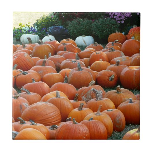 Pumpkins and Mums Autumn Harvest Photography Tegeltje (Voorkant)