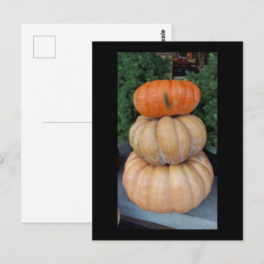 Pumpkins Autumn briefkaart (Voorkant / Achterkant)
