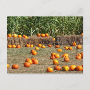Pumpkins, Corn en Hay Autumn Fotografie Briefkaart