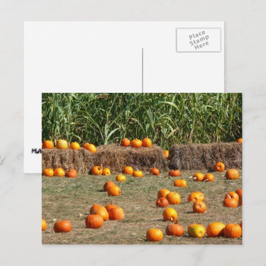 Pumpkins, Corn en Hay Autumn Fotografie Briefkaart (Voorkant / Achterkant)