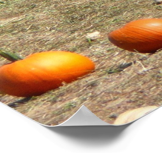Pumpkins, Corn en Hay Autumn Fotografie Poster (Hoek)