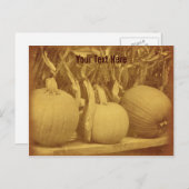  Pumpkins Cornstalks  Briefkaart (Voorkant / Achterkant)