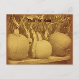  Pumpkins Cornstalks  Briefkaart