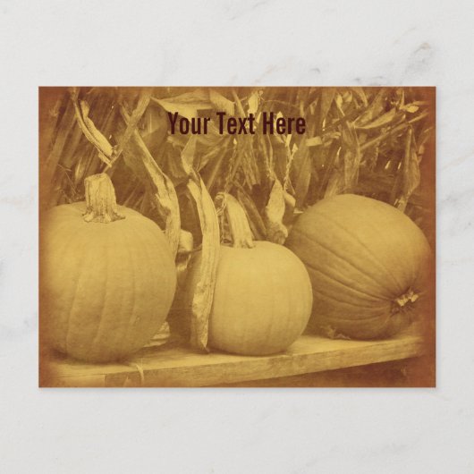  Pumpkins Cornstalks  Briefkaart (Voorkant)