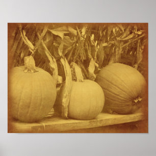 Pumpkins Cornstalks Herfst look Poster