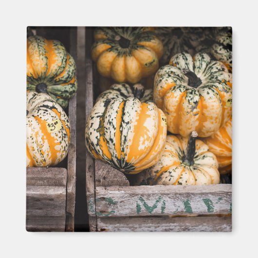 "PUMPKINS" FOOD REFRIDGERATOR MAGNET (Voorkant)