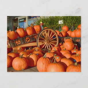 Pumpkins for Sale Briefkaart