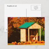 Pumpkins for Sale Briefkaart (Voorkant / Achterkant)