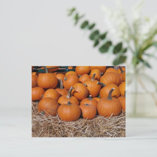 Pumpkins Herfst Briefkaart (Staand voorkant)