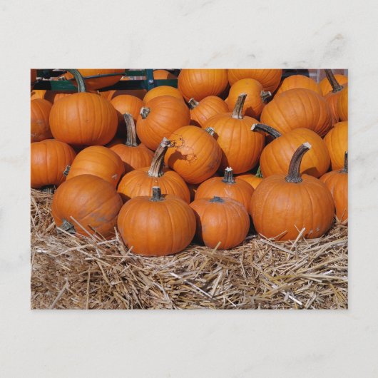 Pumpkins Herfst Briefkaart (Voorkant)