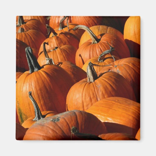 Pumpkins Magnet (Voorkant)
