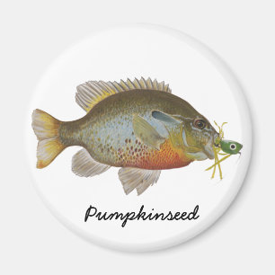 Pumpkinseed Magneet