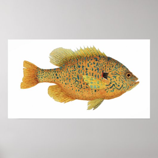 Pumpkinseed Sunfish Art Poster (Voorkant)