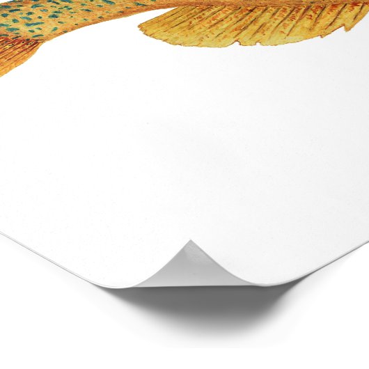 Pumpkinseed Sunfish Art Poster (Hoek)
