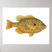 Pumpkinseed Sunfish Art Poster (Voorkant)