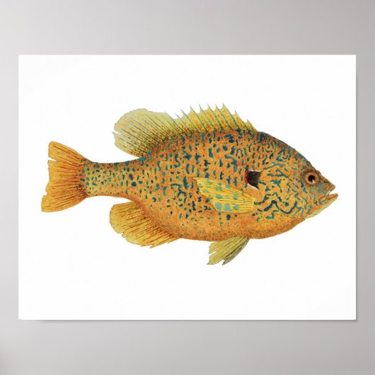 Pumpkinseed Sunfish Art Poster (Voorkant)