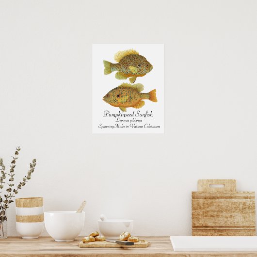 Pumpkinseed Sunfish Art Poster (Keuken)