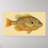 Pumpkinseed Sunfish on Color Background Poster (Voorkant)