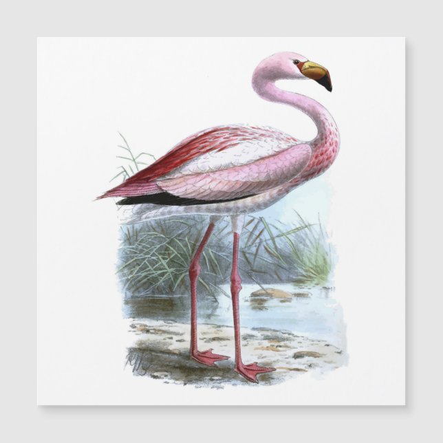 Puna Flamingo  Illustratie (Voorkant)