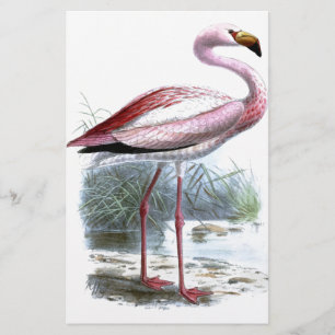 Puna Flamingo Illustratie Briefpapier