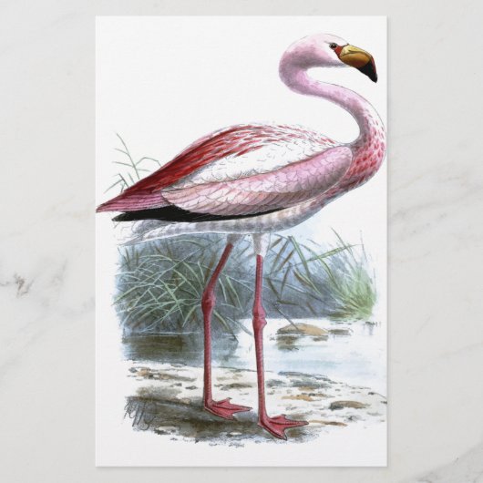 Puna Flamingo Illustratie Briefpapier (Voorkant)