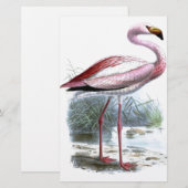 Puna Flamingo Illustratie Briefpapier (Voorkant / Achterkant)