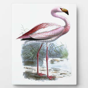 Puna Flamingo Illustratie Fotoplaat