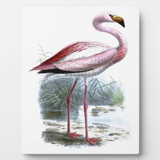 Puna Flamingo  Illustratie Fotoplaat (Voorkant)