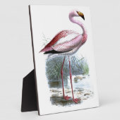 Puna Flamingo  Illustratie Fotoplaat (Zijkant)