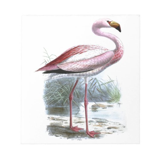 Puna Flamingo  Illustratie Notitieblok (Voorkant)