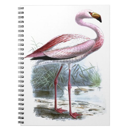 Puna Flamingo  Illustratie Notitieboek (Voorkant)
