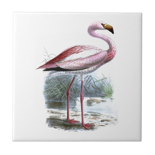 Puna Flamingo  Illustratie Tegeltje (Voorkant)