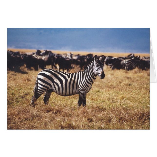 Pundamilia (Zebra) (Voorkant Horizontaal)