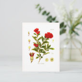 Punica granata (pomegranaat) briefkaart (Staand voorkant)