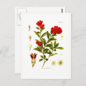 Punica granata (pomegranaat) briefkaart (Voorkant / Achterkant)